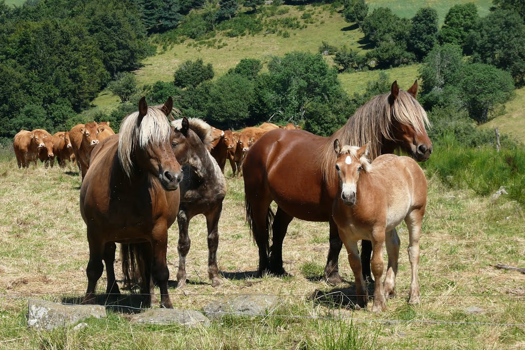 Chevaux (Freycenet-La-tour) by heuguet xavier