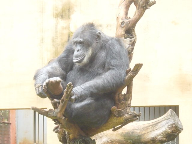 Zoologico (Chimpanze) - Sorocaba - SP by pedroluizalcazas