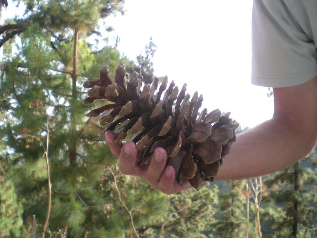 A giant pine cone in Parque Nacional del Teide, 14. July, 2007. by Ryan65