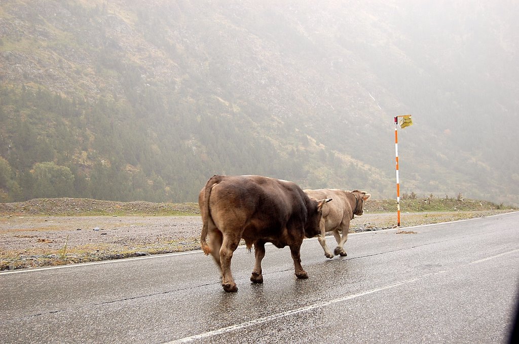 ANDORRA - VACAS by garcilope