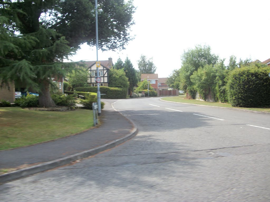 The road of Oak Tree Dr by Robert'sGoogleEarthPictures