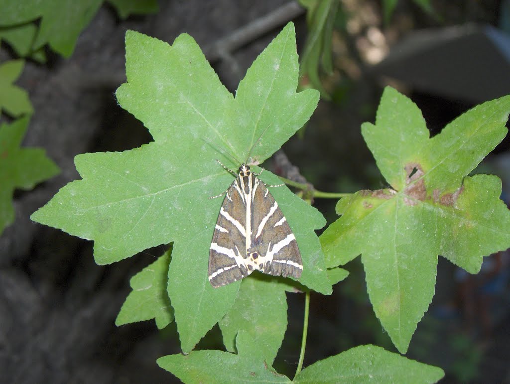 ( Callimorpha quadripunctaria / Panaxia quadripunctaria ) by Χαράλαμπος Παπανδριν…