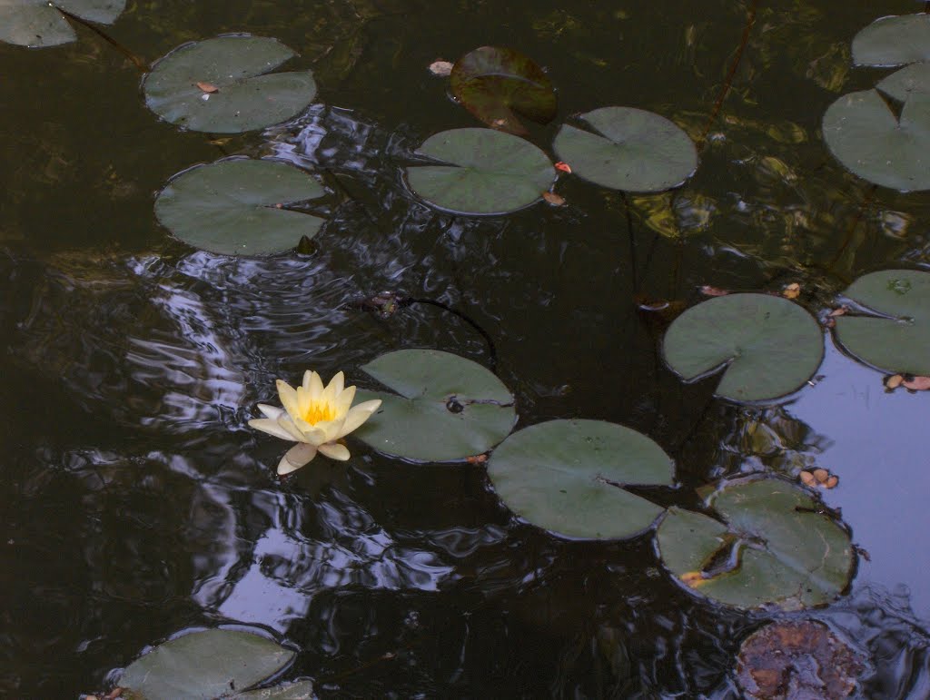 ΠΕΤΑΛΟΥΔΕΣ-NYMPHAEA ALBA/HYBRID? by Χαράλαμπος Παπανδριν…