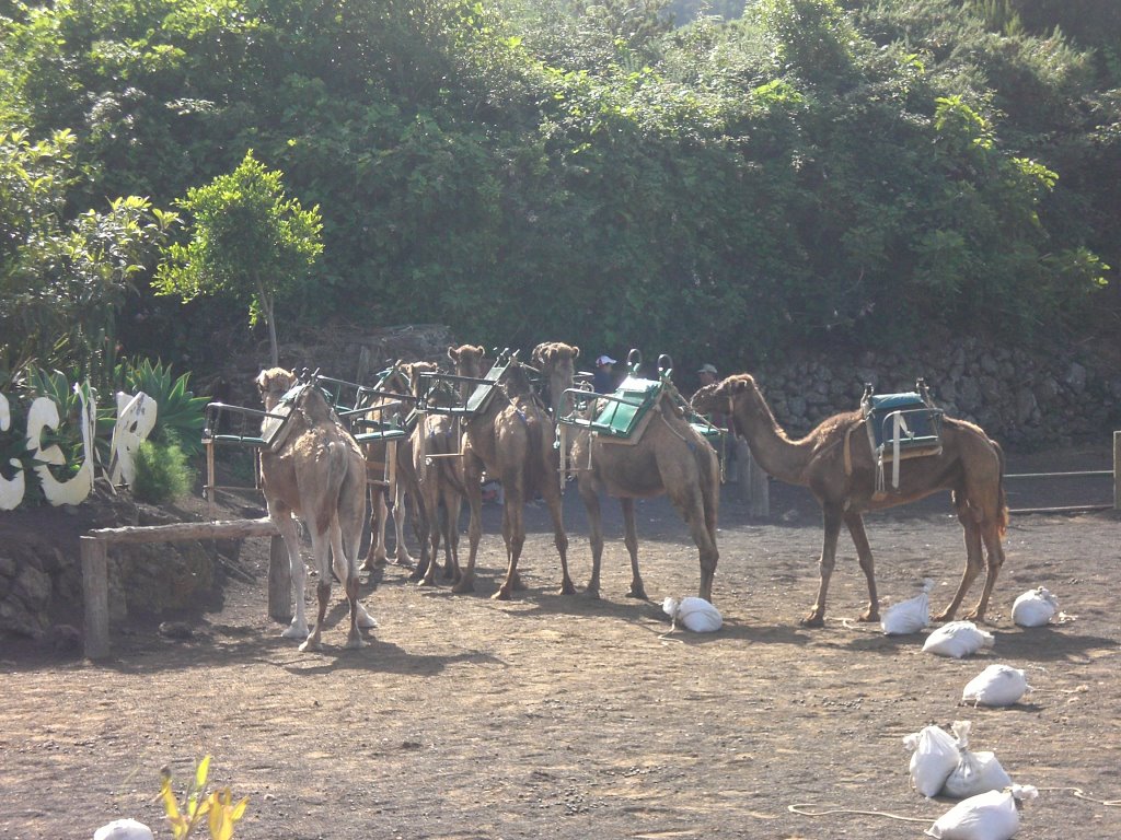 Camel farm in Cruz Grande, 15. July, 2007. by Ryan65