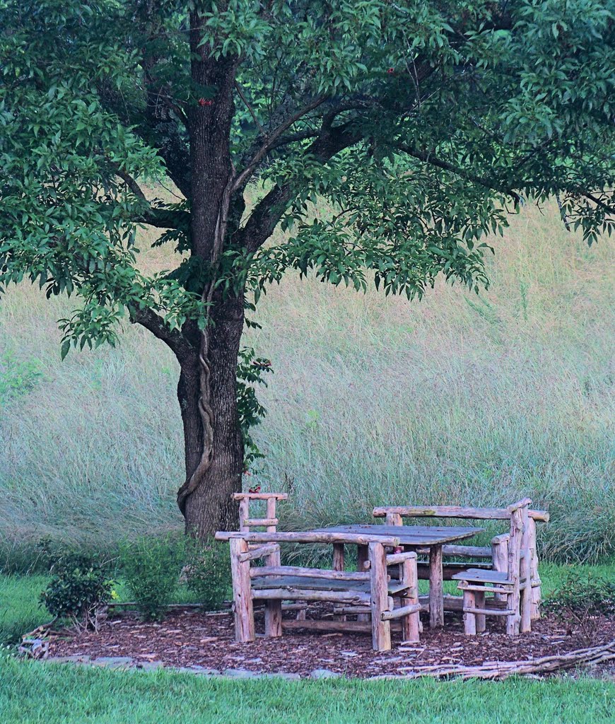 Trumpet Creeper Vine grows on Carolina Ash at a Favorite Reading Spot by Kevin Childress