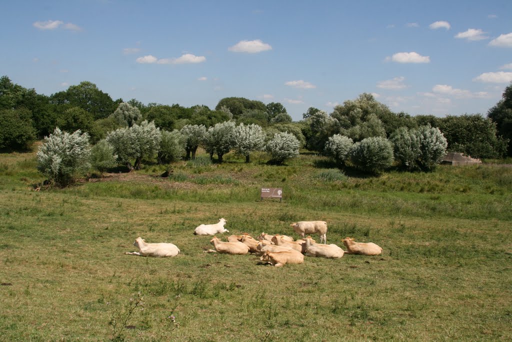 Sheep on land and in the sky; Lekdijk Schalkwijk. by Carl030nl