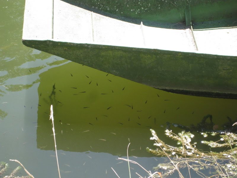 France. Le Marais Poitevin. poissons by Raymond Grelet