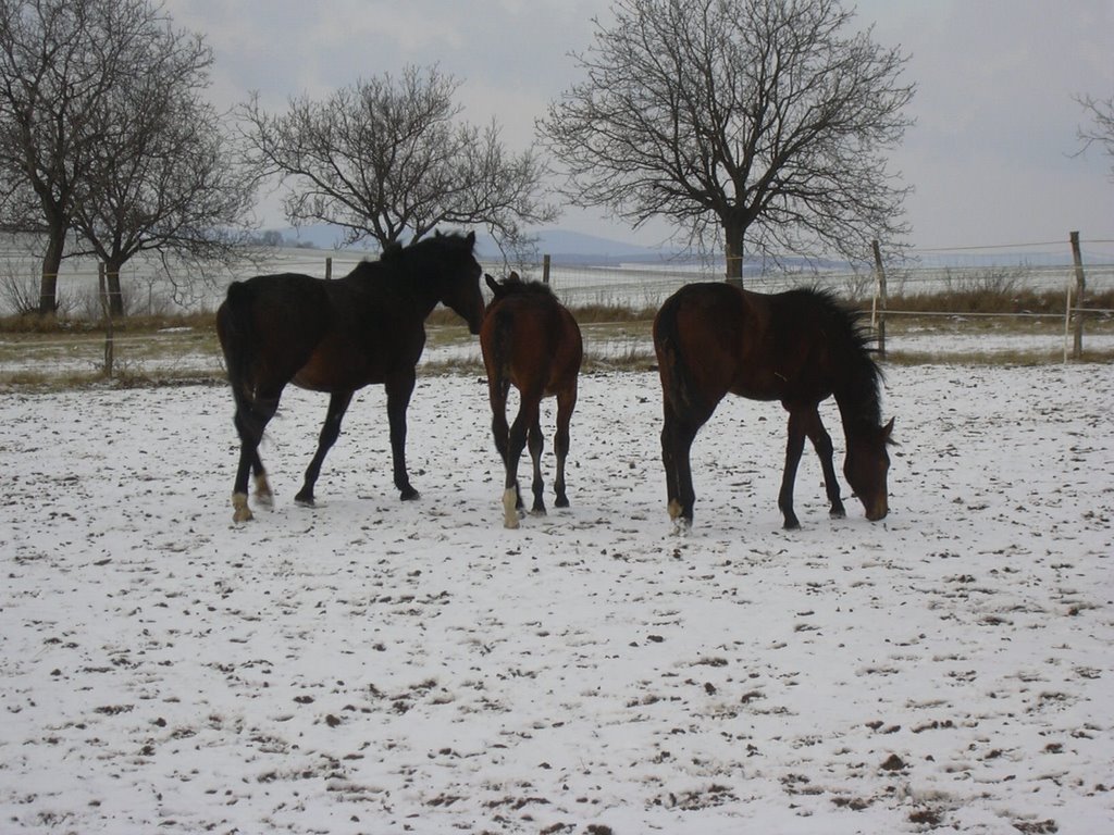 Lahne horses by moody11