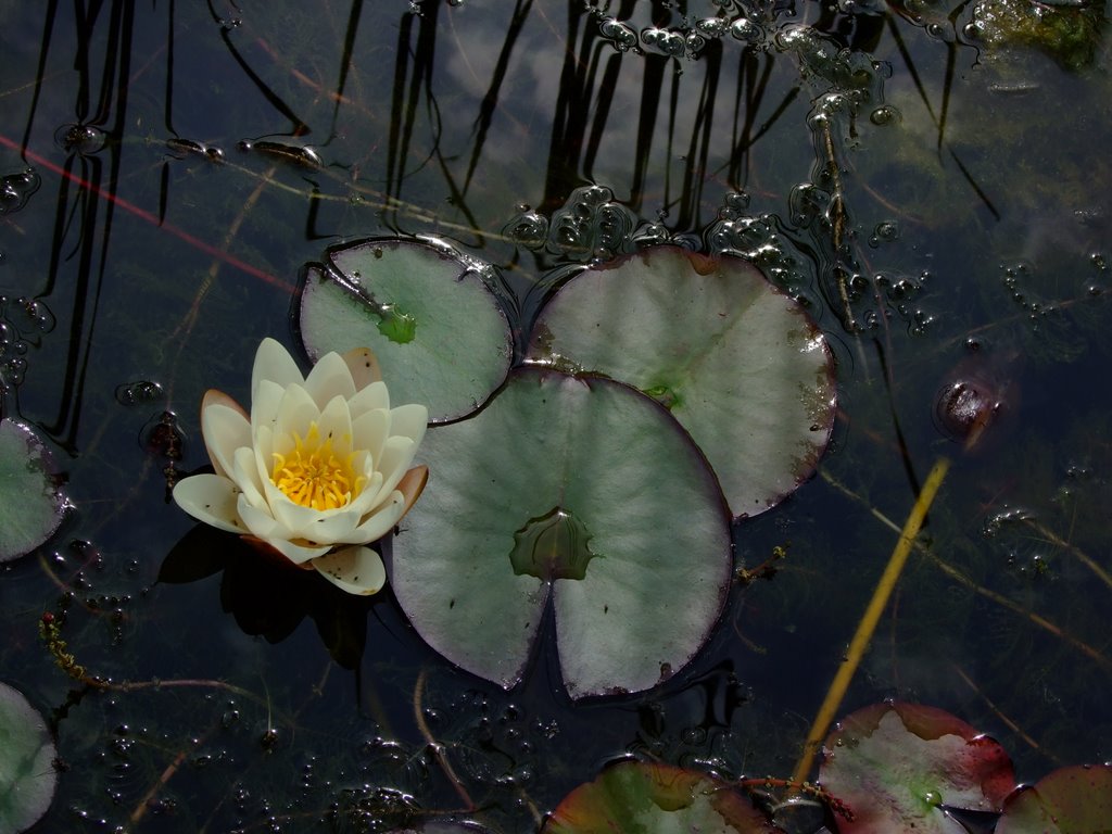 Waterlelies in Kapittelland by Leo Leeuwenberg