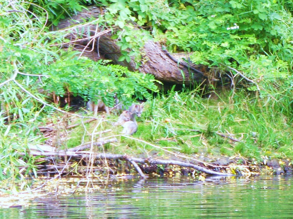 Baby foxes on the Rogue River by pauline8228