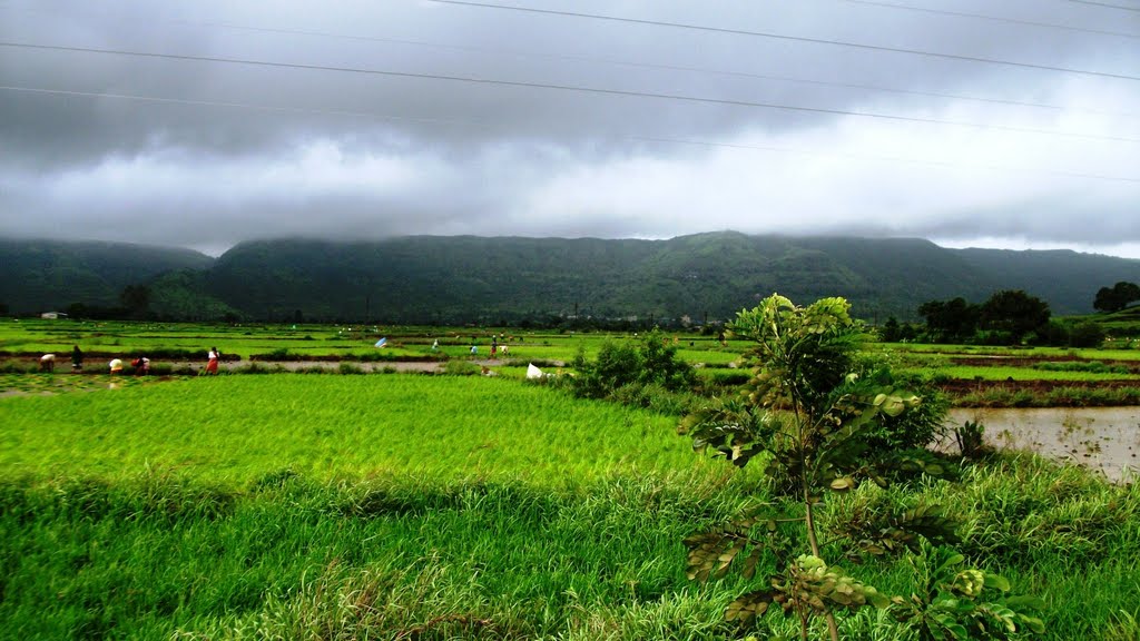 Rice Farming by Suresh.G.Isave