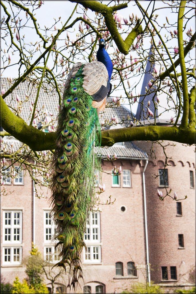 Peacock at castle Gemert, The Netherlands by Wim Janssen