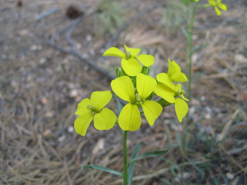 Western Wallflower by Dick de Vries