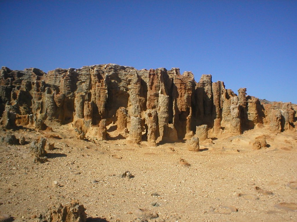 Petrified Forest, Cape Bridge Water by Neil C