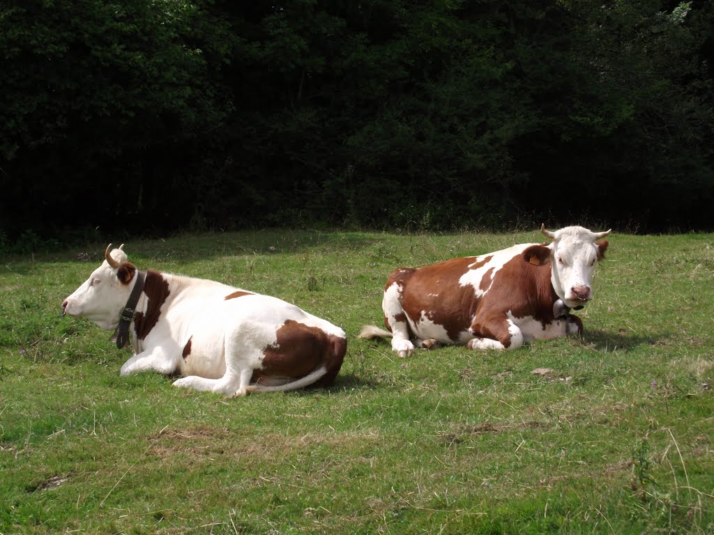 Vaches Montbéliardes by Stéphane Chatelain