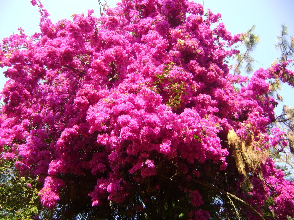 Mineiros do Tietê area rural flor Primavera by Gerson - Brazil