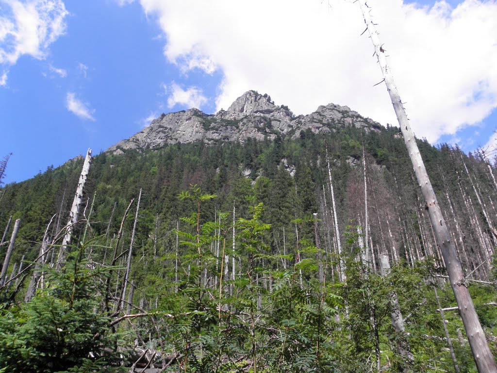 Slopes of Wołoszyn by Dodge