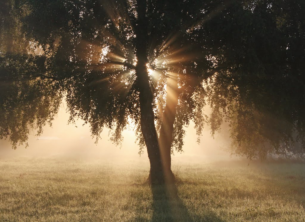 August morning fog by Ingrid9