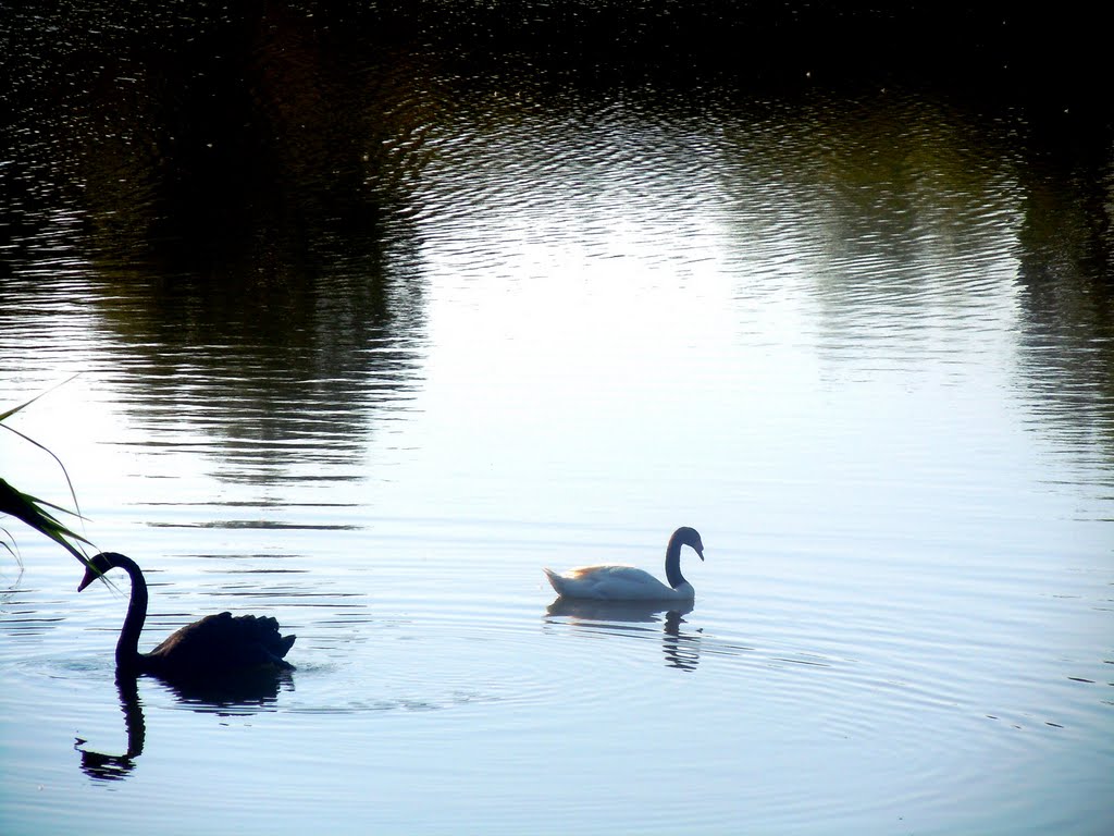 Black and white ( minizoo Constanta ) by Argenna