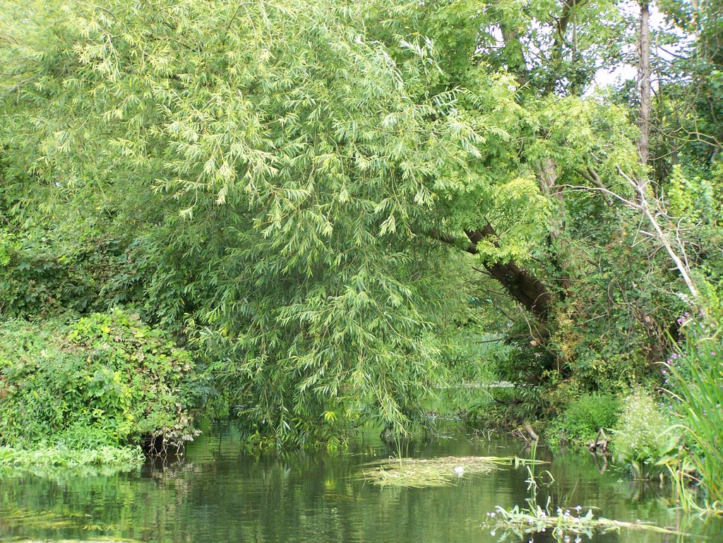 Stanwell moor, River Colne by skipjacktunafish