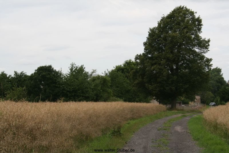 Wallbach bei Hartha, Blick über die Felder by Walter Stuber