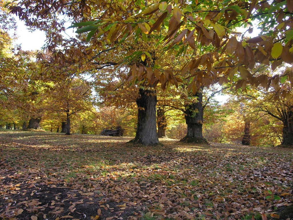 Chestnut wood fall time by Mario Topi