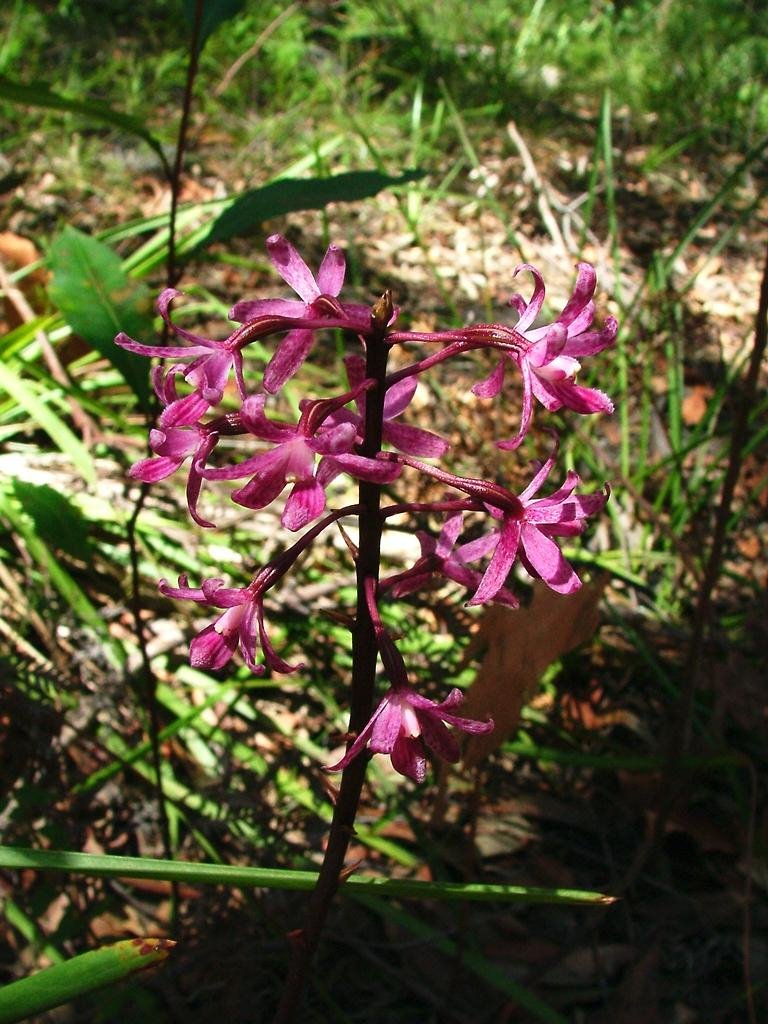 Dipodium punctatum (Orchidaceae) by Greg Steenbeeke