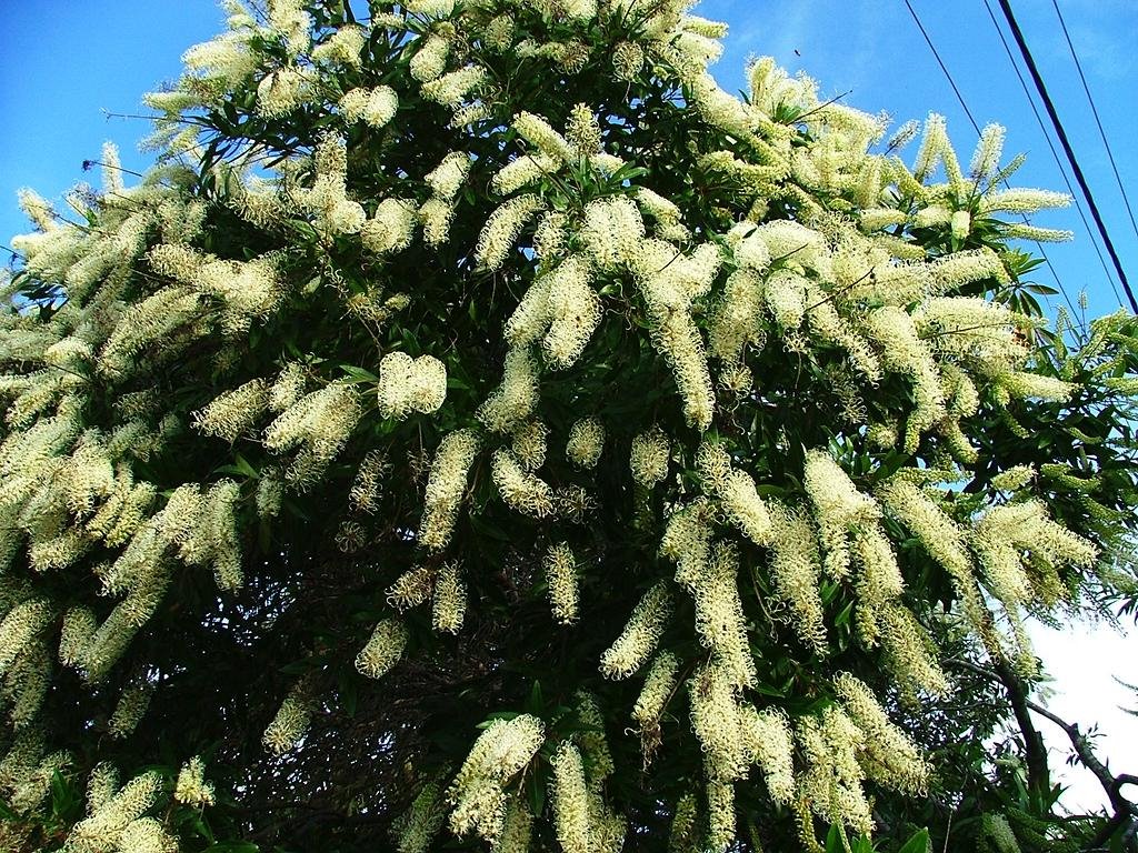 Buckinghamia celsissima (Proteaceae), cultivated by Greg Steenbeeke