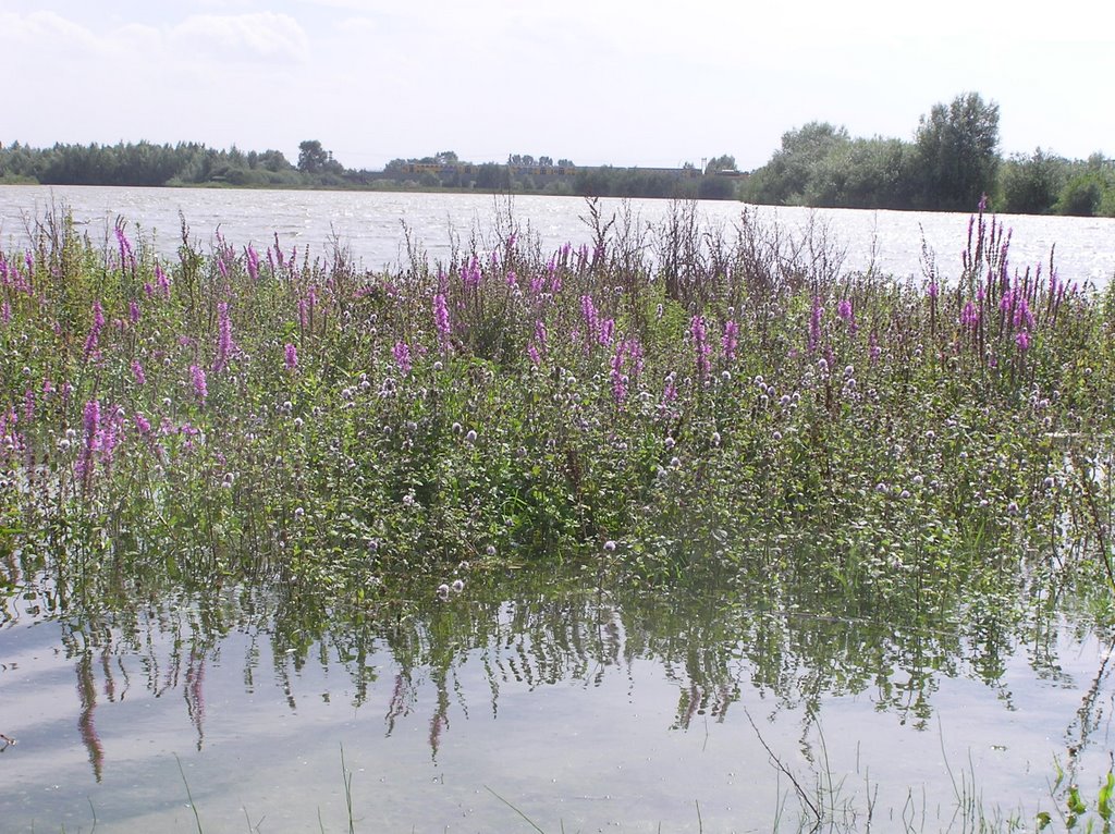 Rivierboeket by Bernard Holtrop