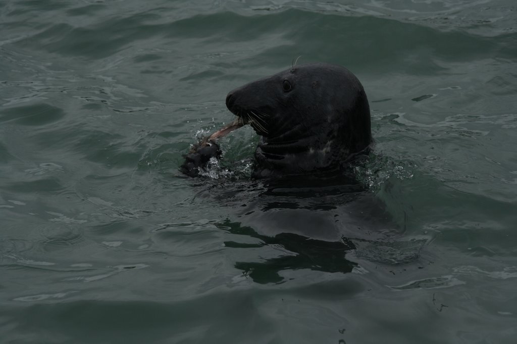 A seal eating in Howth by tonybuck