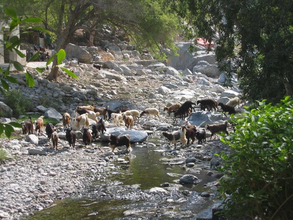 Oasis oman Nakhl by chris-zi