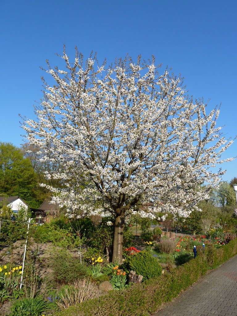 Kirschblüte by Werner Giesen