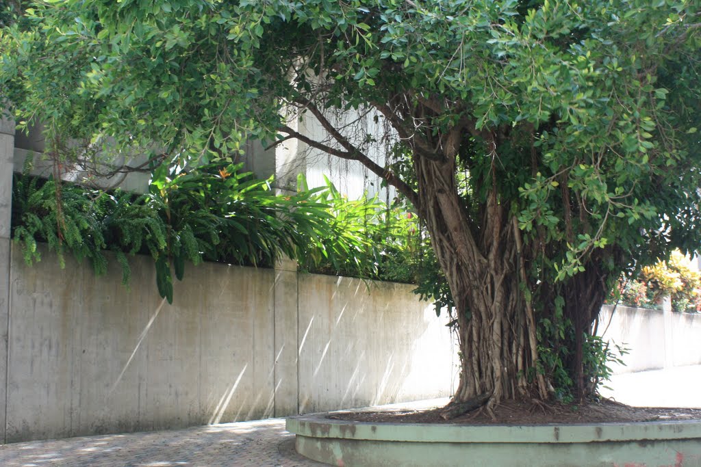 Costado de la Iglesia Católica de Yabucoa by Ricardo David Jusino