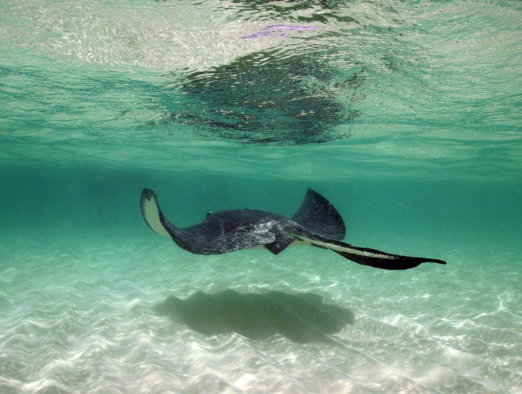 Stingray City, Grand Cayman by MacGyverGTP