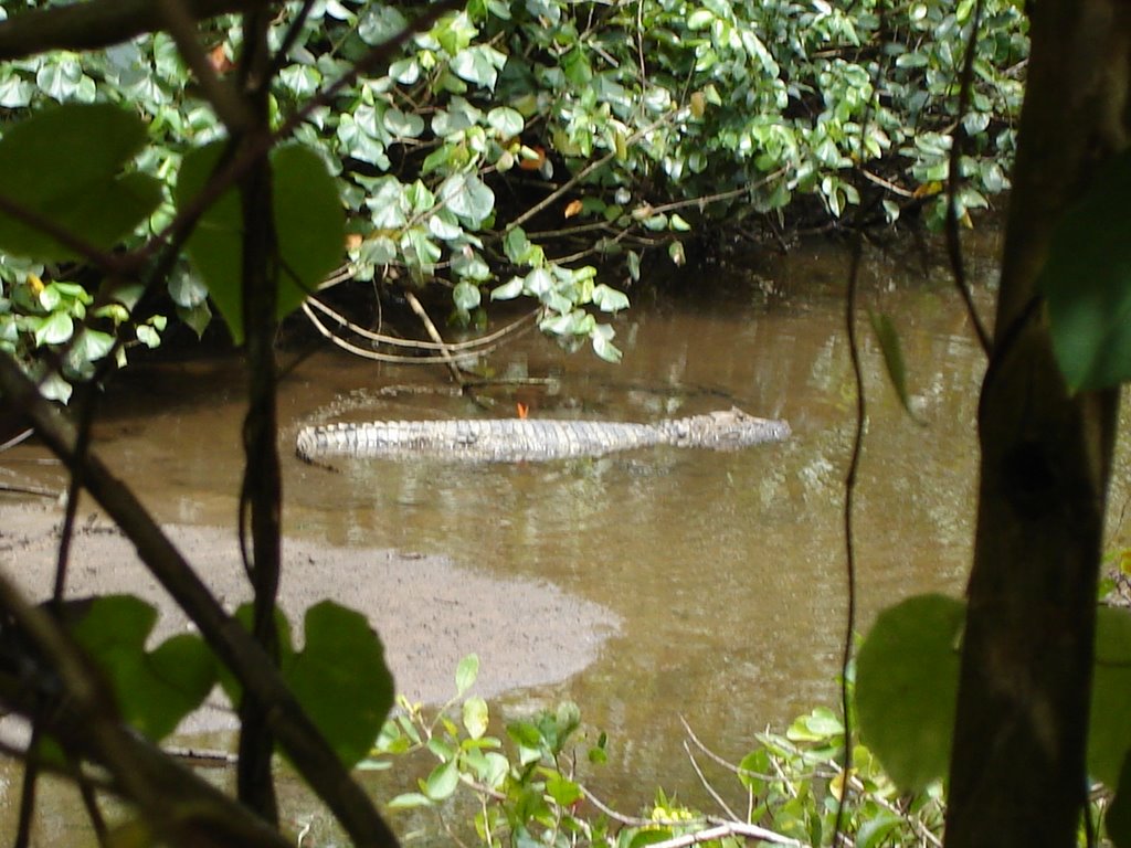 Alligator - Enseada de Palmas by Priscila Borges