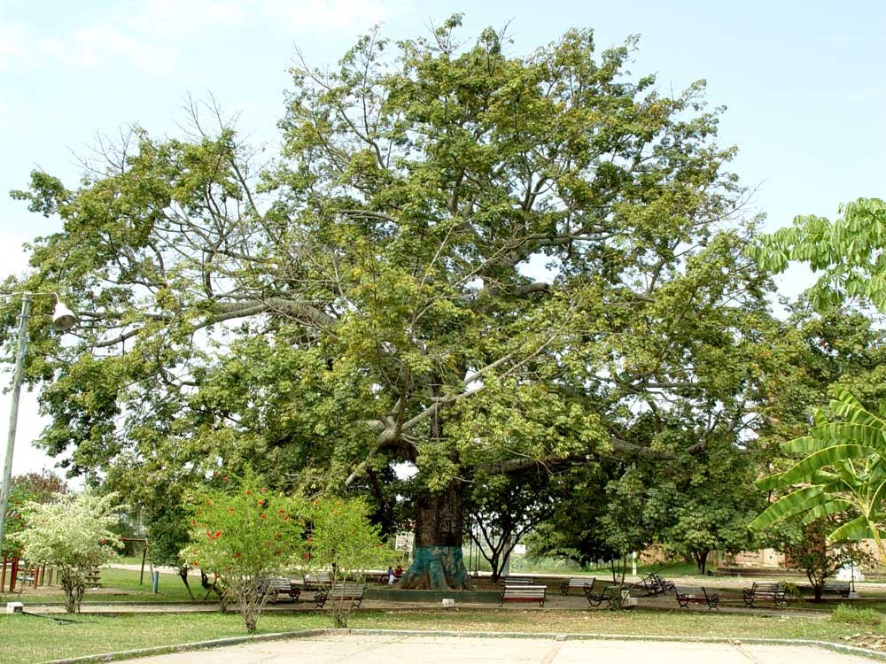 Ceiba emblematica, Ricaurte by alvaro espinel