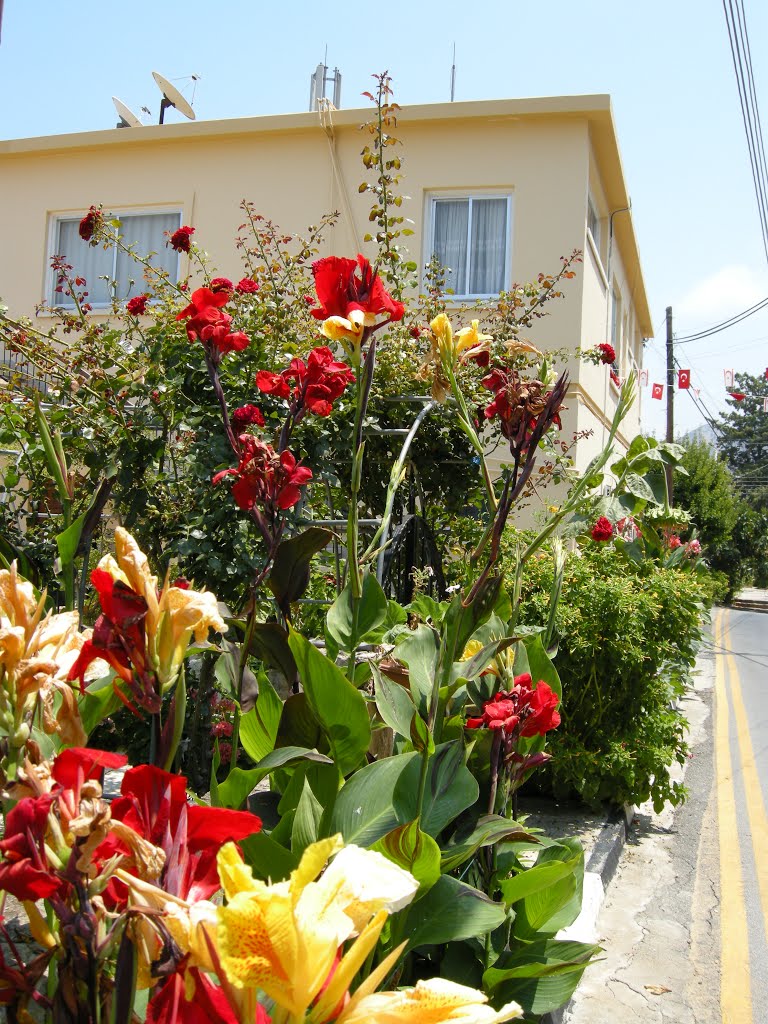 Flowers in Bellapais streets by LaDa