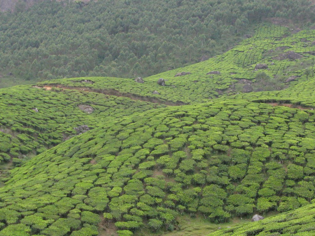 Munnar by keralaindia