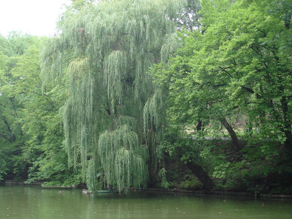 Park Sophievka, willows by tancha-sh