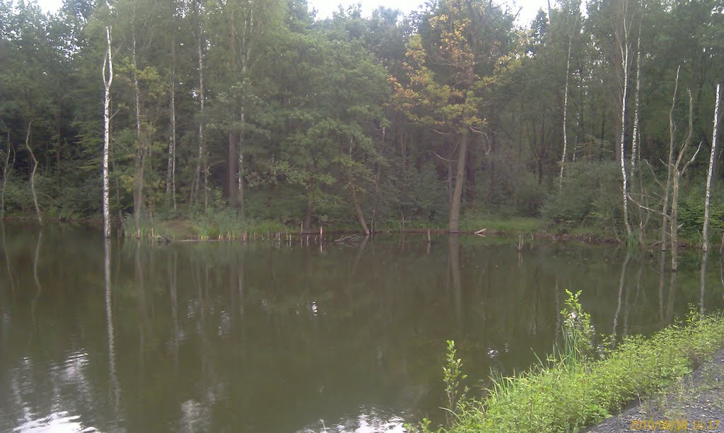 A pond in the district of Knurów - Szczygłowice. by dawidysz