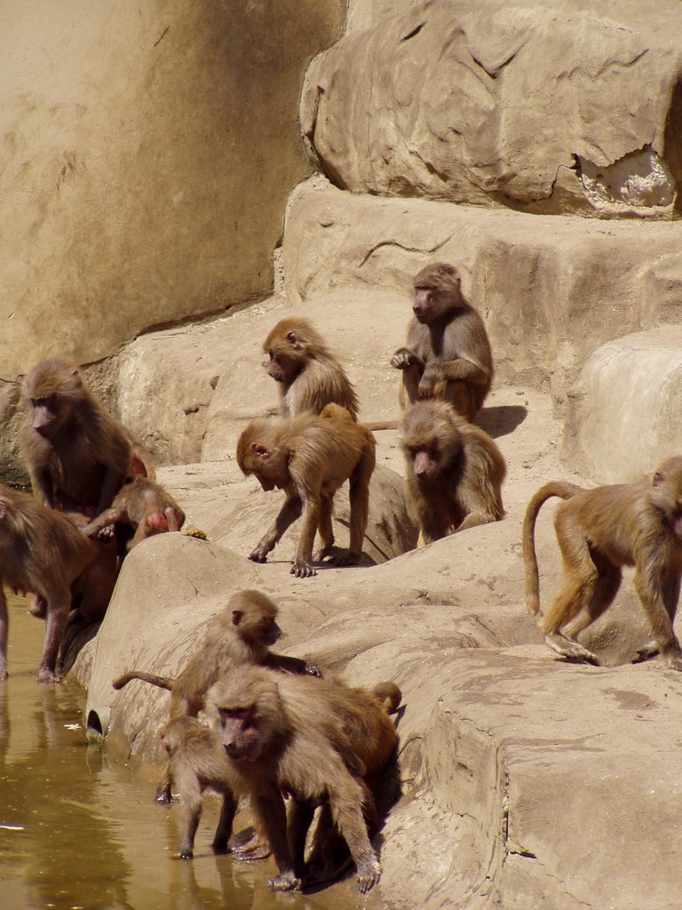 Małpy w Warszawskim ZOO by belzeboob