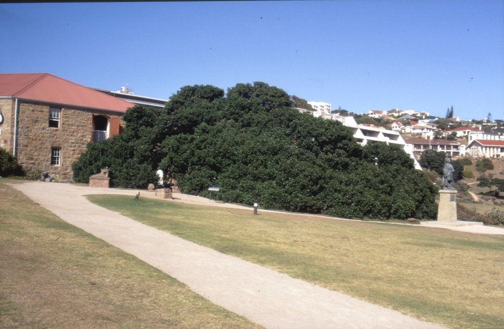 South Africa, Post Office Tree (old Milkwood Tree) Mosselbay, early Portuguese Sailors used the spring nearby to replenish their water supply and used the old tree to leave messages, then collected by ships on the homeward voyage by Christian Stowasser