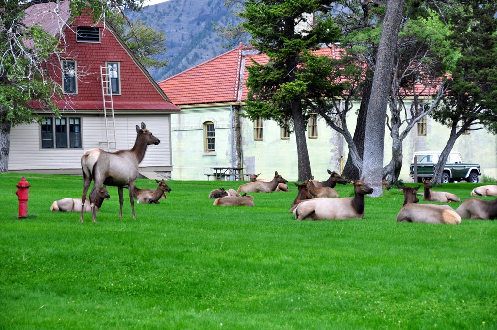 Deers in the garden by stejfan