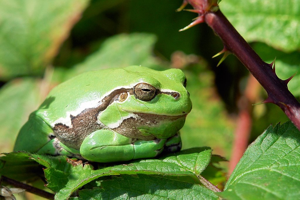 Tree frog (Hyla arborea) by Fred van Daalen