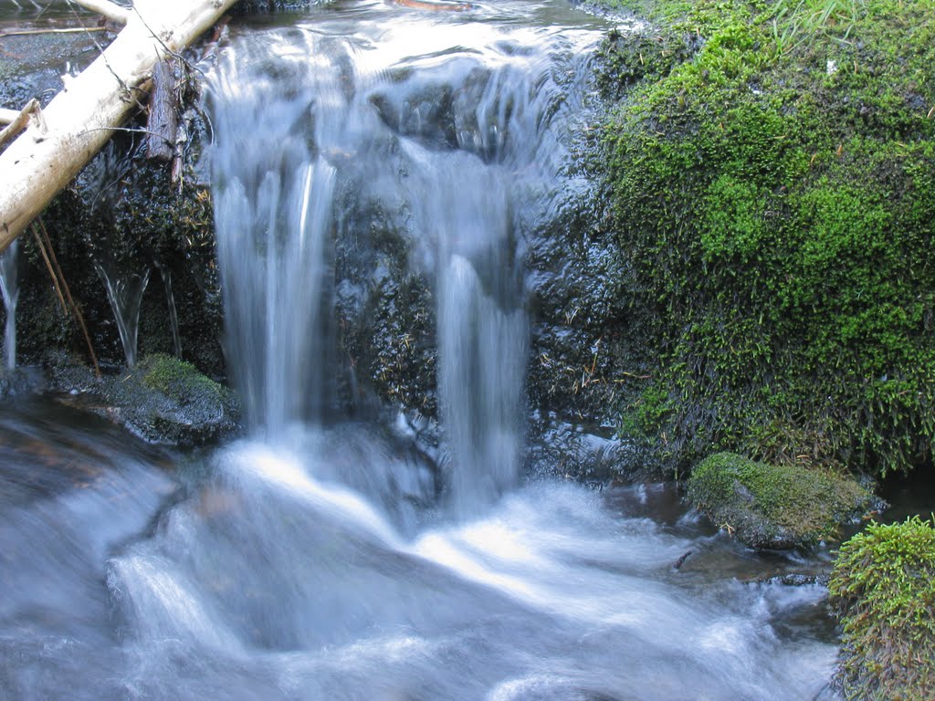 Mowich Creek by Todd Stahlecker