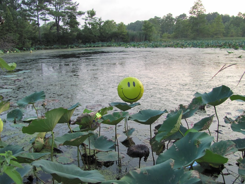 Lilly Pond Sandbridge by seminlwnd