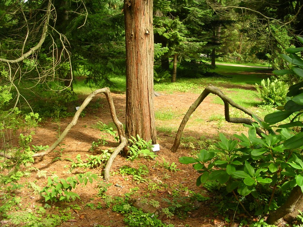 Interesting roots in the botanical garden of Gothenburg by drosera