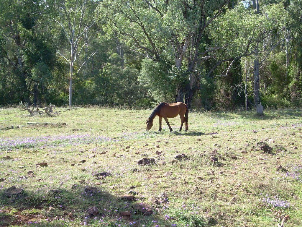 Horse grazing behind the caravans by Alex Thorn