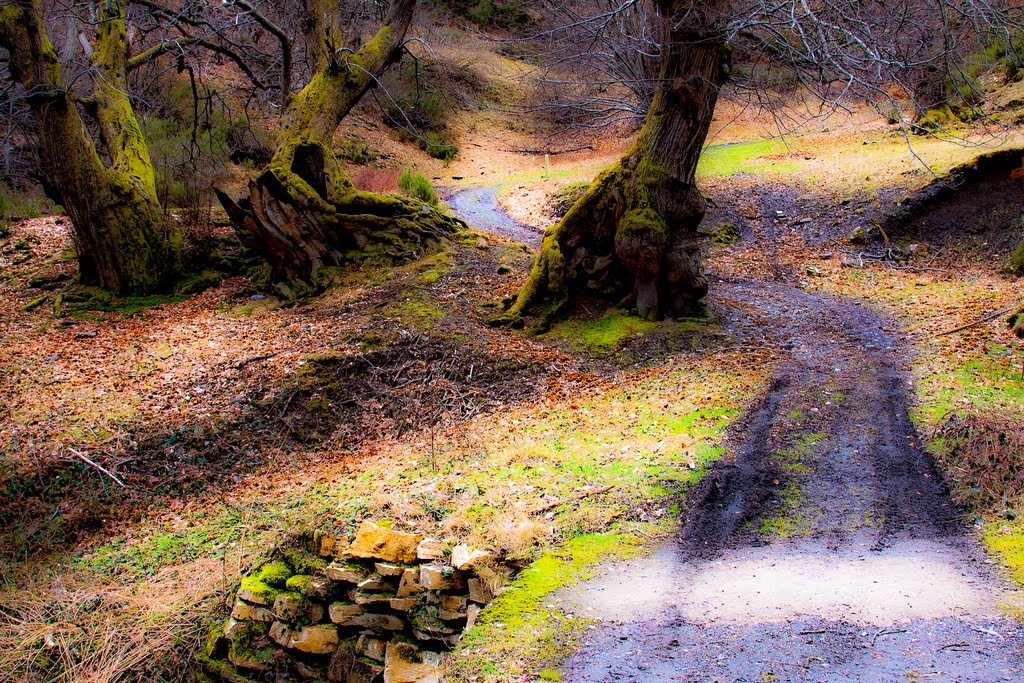 El bosque encantado by Belén Vara