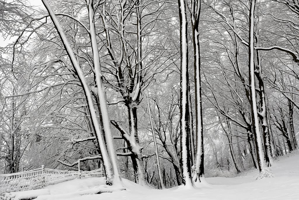 Trees in the Snow by welshio